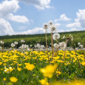 Flowers in the field | Mumush World
