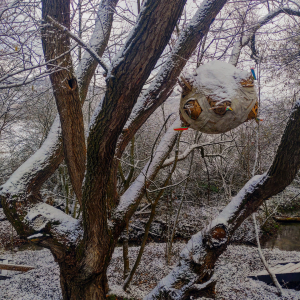 The oak in winter | Mumush World