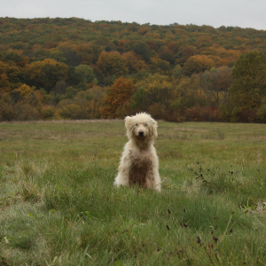 Dog in the field | Mumush World