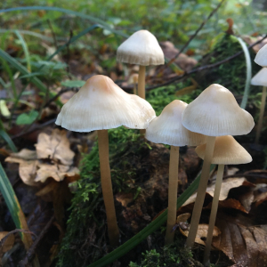 Mushrooms | Mumush World