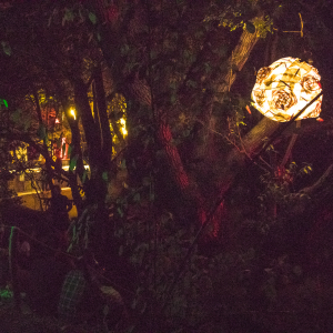 Trees at night | Mumush World